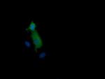 MAP2K1 Antibody in Immunocytochemistry (ICC/IF)