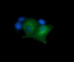 MAP2K1 Antibody in Immunocytochemistry (ICC/IF)