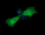 MAP2K1 Antibody in Immunocytochemistry (ICC/IF)