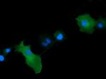 MAP2K1 Antibody in Immunocytochemistry (ICC/IF)