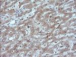 MAP2K1 Antibody in Immunohistochemistry (Paraffin) (IHC (P))