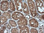 MAP2K1 Antibody in Immunohistochemistry (Paraffin) (IHC (P))