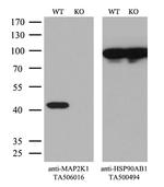 MAP2K1 Antibody in Western Blot (WB)