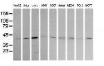 MAP2K1 Antibody in Western Blot (WB)