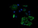 MAP2K2 Antibody in Immunocytochemistry (ICC/IF)