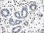 MAP2K2 Antibody in Immunohistochemistry (Paraffin) (IHC (P))