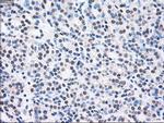 MAP2K2 Antibody in Immunohistochemistry (Paraffin) (IHC (P))