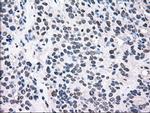 MAP2K2 Antibody in Immunohistochemistry (Paraffin) (IHC (P))