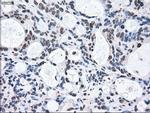 MAP2K2 Antibody in Immunohistochemistry (Paraffin) (IHC (P))