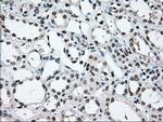 MAP2K2 Antibody in Immunohistochemistry (Paraffin) (IHC (P))