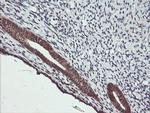 MAP2K2 Antibody in Immunohistochemistry (Paraffin) (IHC (P))