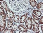 MAP2K2 Antibody in Immunohistochemistry (Paraffin) (IHC (P))