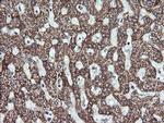 MAP2K2 Antibody in Immunohistochemistry (Paraffin) (IHC (P))