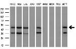 MAP2K2 Antibody in Western Blot (WB)