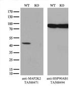 MAP2K2 Antibody in Western Blot (WB)