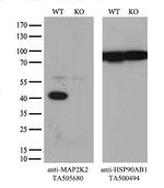 MAP2K2 Antibody in Western Blot (WB)