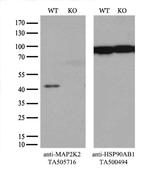 MAP2K2 Antibody in Western Blot (WB)