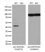 MAP2K2 Antibody in Western Blot (WB)