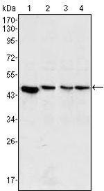 MEK2 Antibody in Western Blot (WB)