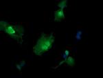 MAP2K3 Antibody in Immunocytochemistry (ICC/IF)