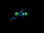 MAP2K3 Antibody in Immunocytochemistry (ICC/IF)