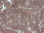 MAP2K3 Antibody in Immunohistochemistry (Paraffin) (IHC (P))