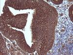 MAP2K3 Antibody in Immunohistochemistry (Paraffin) (IHC (P))