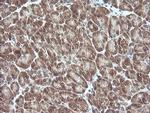 MAP2K3 Antibody in Immunohistochemistry (Paraffin) (IHC (P))