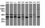 MAP2K3 Antibody in Western Blot (WB)