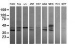 MAP2K3 Antibody in Western Blot (WB)