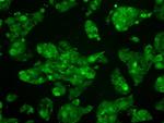 MAP2K4 Antibody in Immunocytochemistry (ICC/IF)