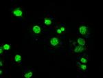 MAP2K4 Antibody in Immunocytochemistry (ICC/IF)