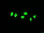 MAP2K4 Antibody in Immunocytochemistry (ICC/IF)