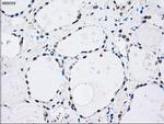 MAP2K4 Antibody in Immunohistochemistry (Paraffin) (IHC (P))