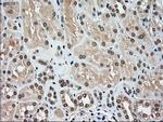 MAP2K4 Antibody in Immunohistochemistry (Paraffin) (IHC (P))