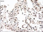 MAP2K4 Antibody in Immunohistochemistry (Paraffin) (IHC (P))