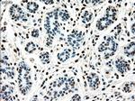 MAP2K4 Antibody in Immunohistochemistry (Paraffin) (IHC (P))