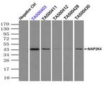 MAP2K4 Antibody in Immunoprecipitation (IP)