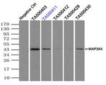 MAP2K4 Antibody in Immunoprecipitation (IP)