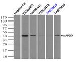 MAP2K4 Antibody in Immunoprecipitation (IP)