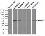 MAP2K4 Antibody in Immunoprecipitation (IP)