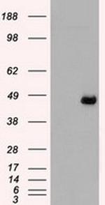 MAP2K4 Antibody in Western Blot (WB)