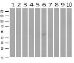 MAP2K4 Antibody in Western Blot (WB)