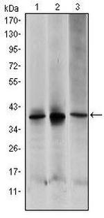 MEK6 Antibody in Western Blot (WB)