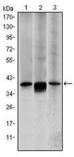 MEK6 Antibody in Western Blot (WB)