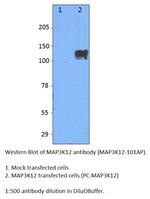 MAP3K12 Antibody in Western Blot (WB)