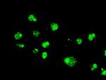 MAPK1 Antibody in Immunocytochemistry (ICC/IF)