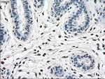 MAPK1 Antibody in Immunohistochemistry (Paraffin) (IHC (P))