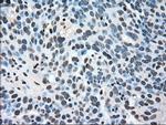 MAPK1 Antibody in Immunohistochemistry (Paraffin) (IHC (P))