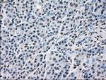 MAPK1 Antibody in Immunohistochemistry (Paraffin) (IHC (P))